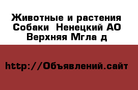 Животные и растения Собаки. Ненецкий АО,Верхняя Мгла д.